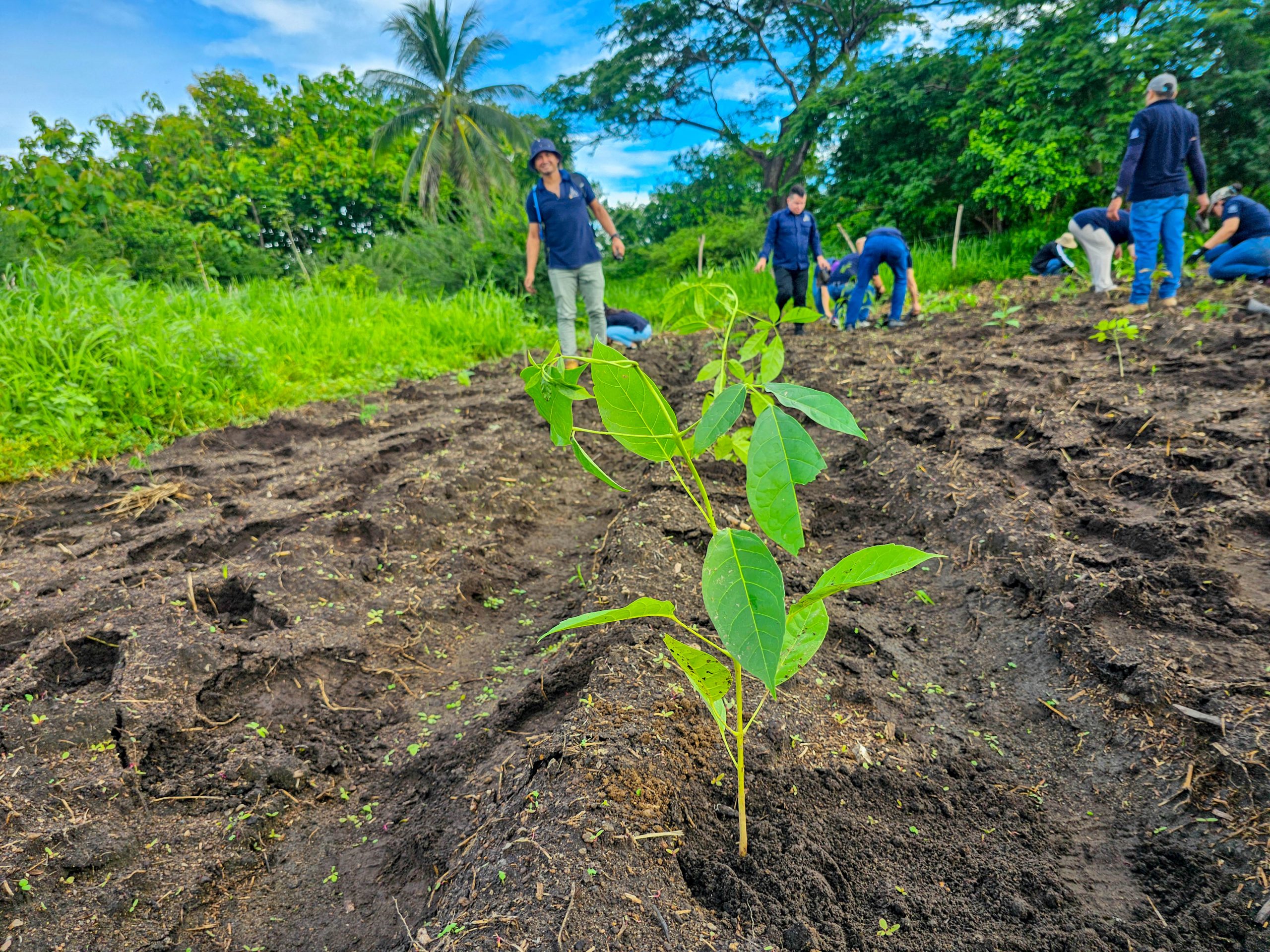 FOSOFAMILIA SE SUMA A LA INICIATIVA ÁRBOLES PARA EL SALVADOR